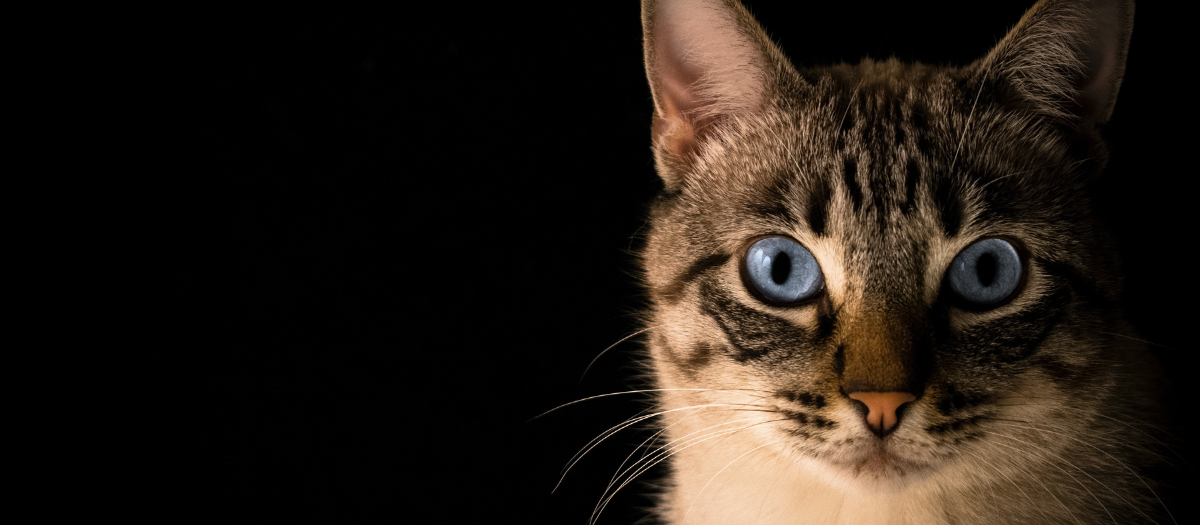 Nombres para gatas: 6 opciones originales para tu felina