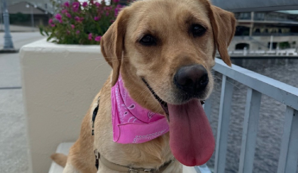 Drama canino: perrita finge estar lesionada hasta que le ofrecen un helado