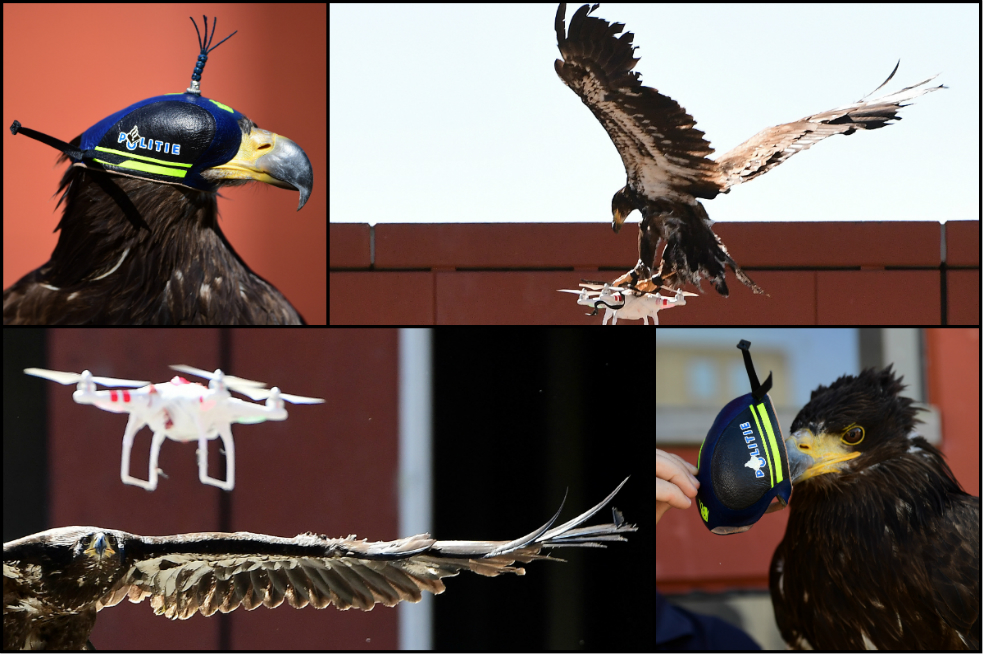 Las águilas de Holanda que derriban drones sin impacto medioambiental