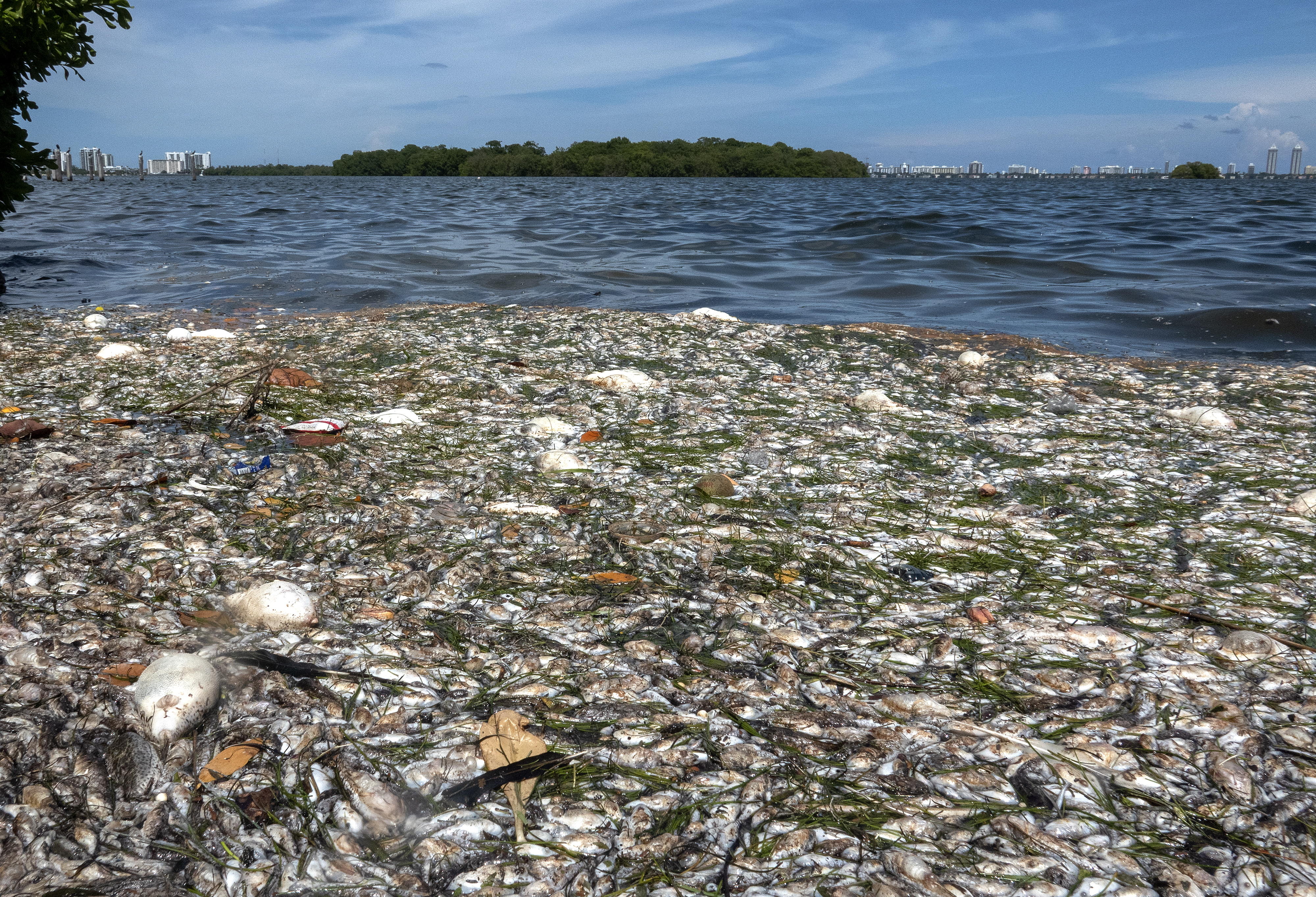 Peces muertos en Miami