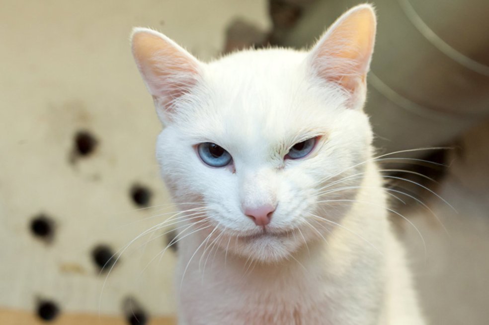 ¿Se acuerda del pulpo Paul? Ahora llega el gato Aquiles