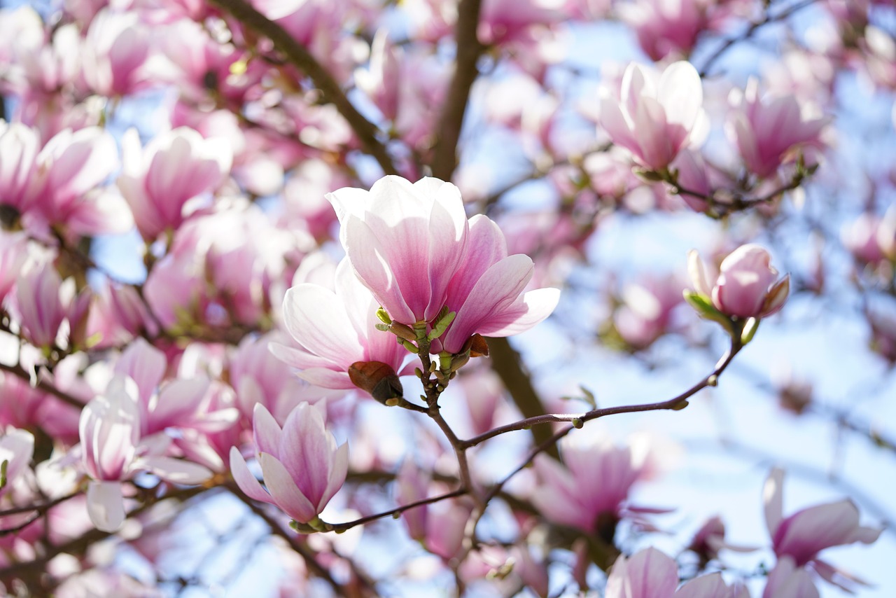 Magnolia: el árbol de flores blancas que transforma el jardín de forma natural