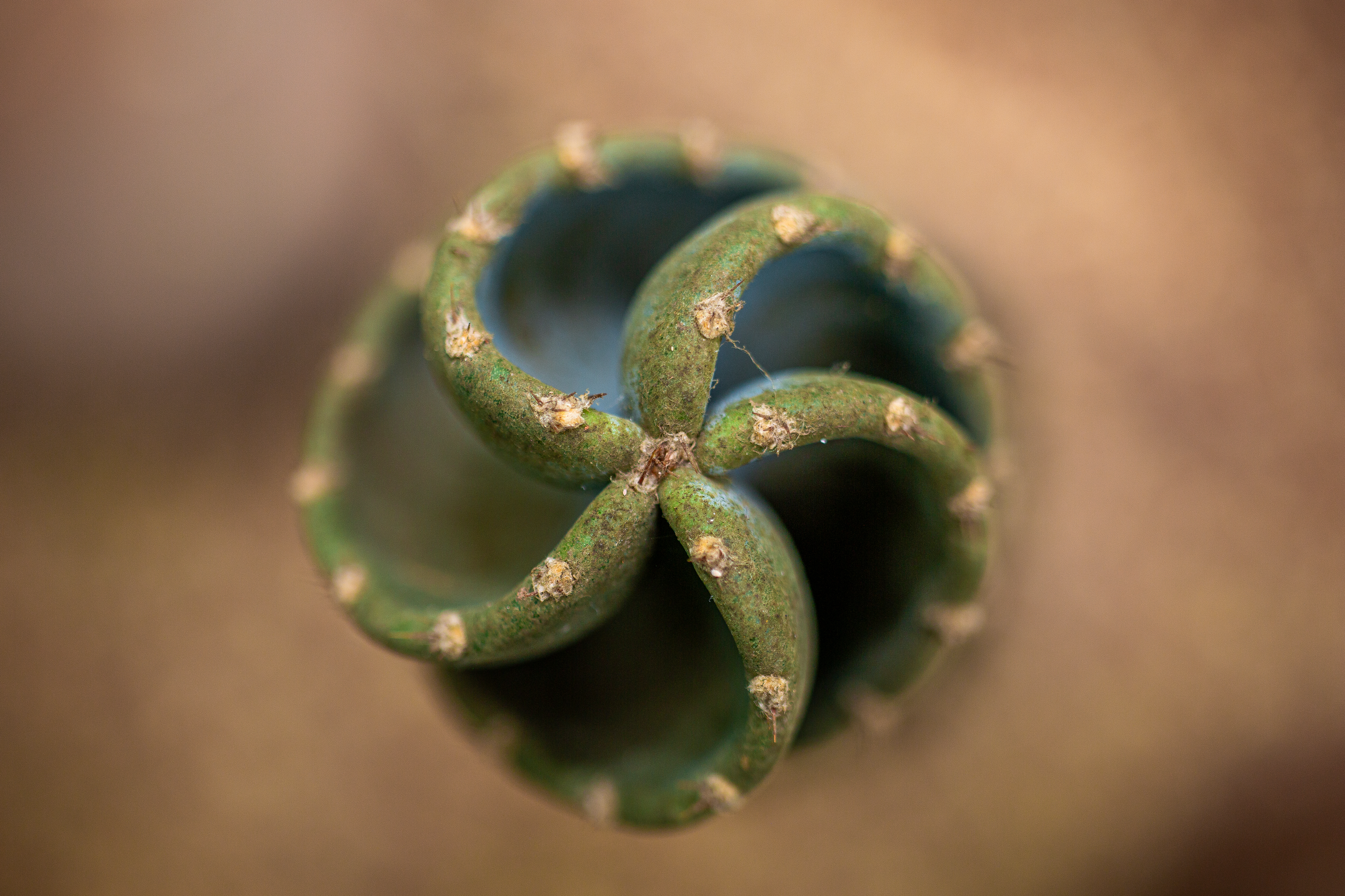 Prográmese para la primera exposición de cactus y suculentas en Bogotá