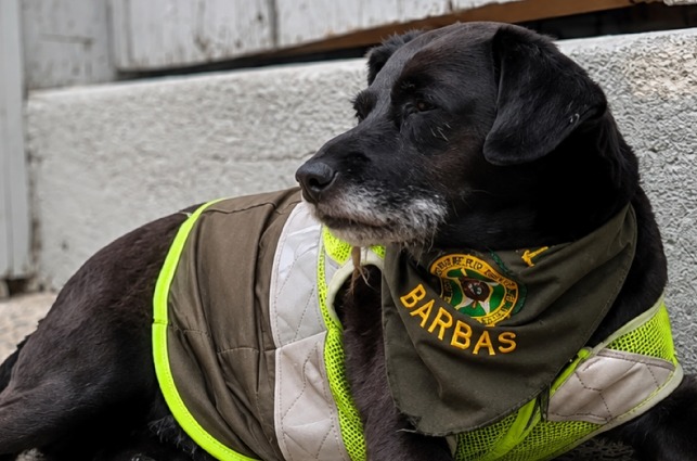 “Su fama traspasó fronteras”: despiden a Barbas, el perro que acompañó 13 años a la Policía