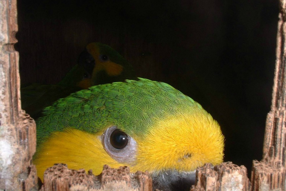 El mundo pierde otra década para preservar la biodiversidad