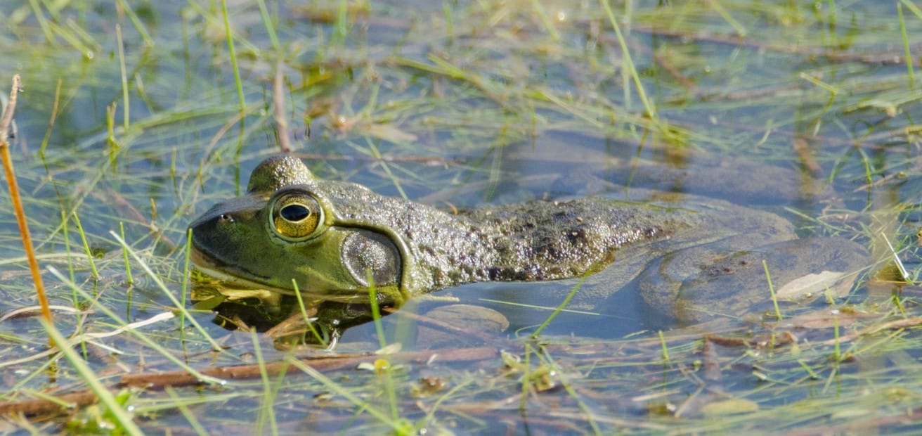 Un virus que mata ranas lleva ocho años en Colombia y hasta ahora nos enteramos