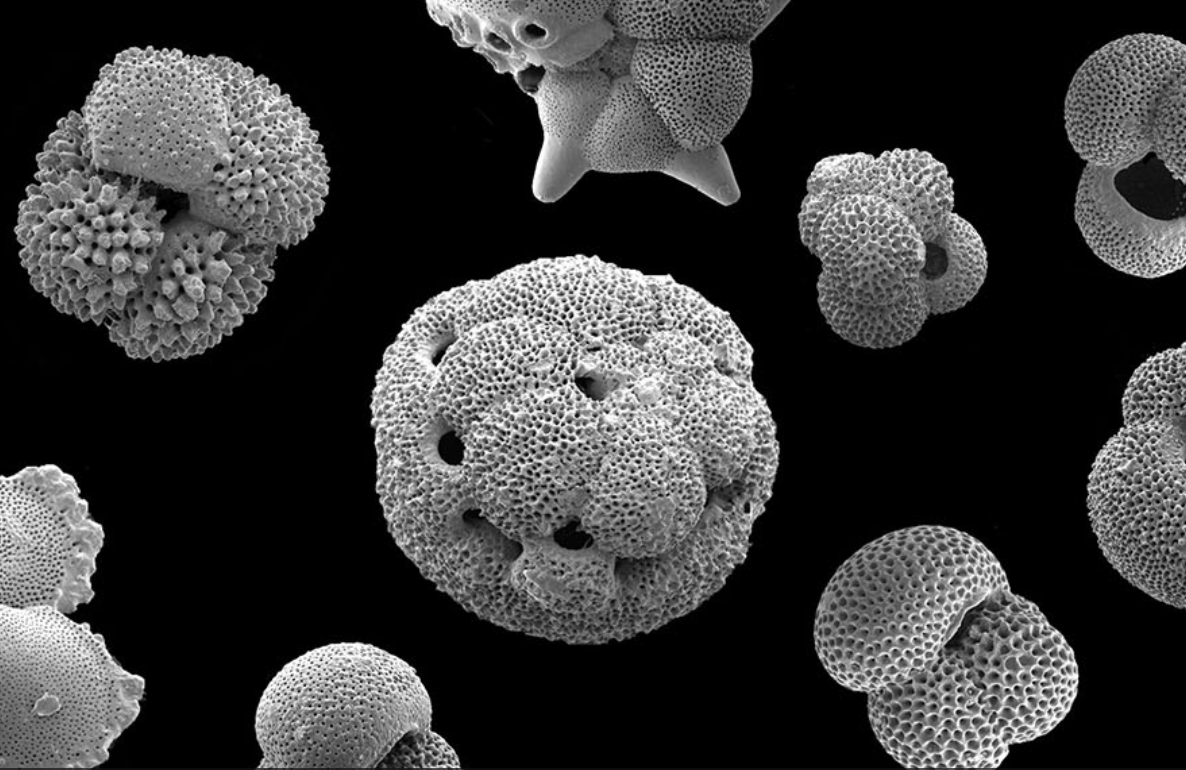 La historia sobre los océanos que cuentan estos pequeños fósiles