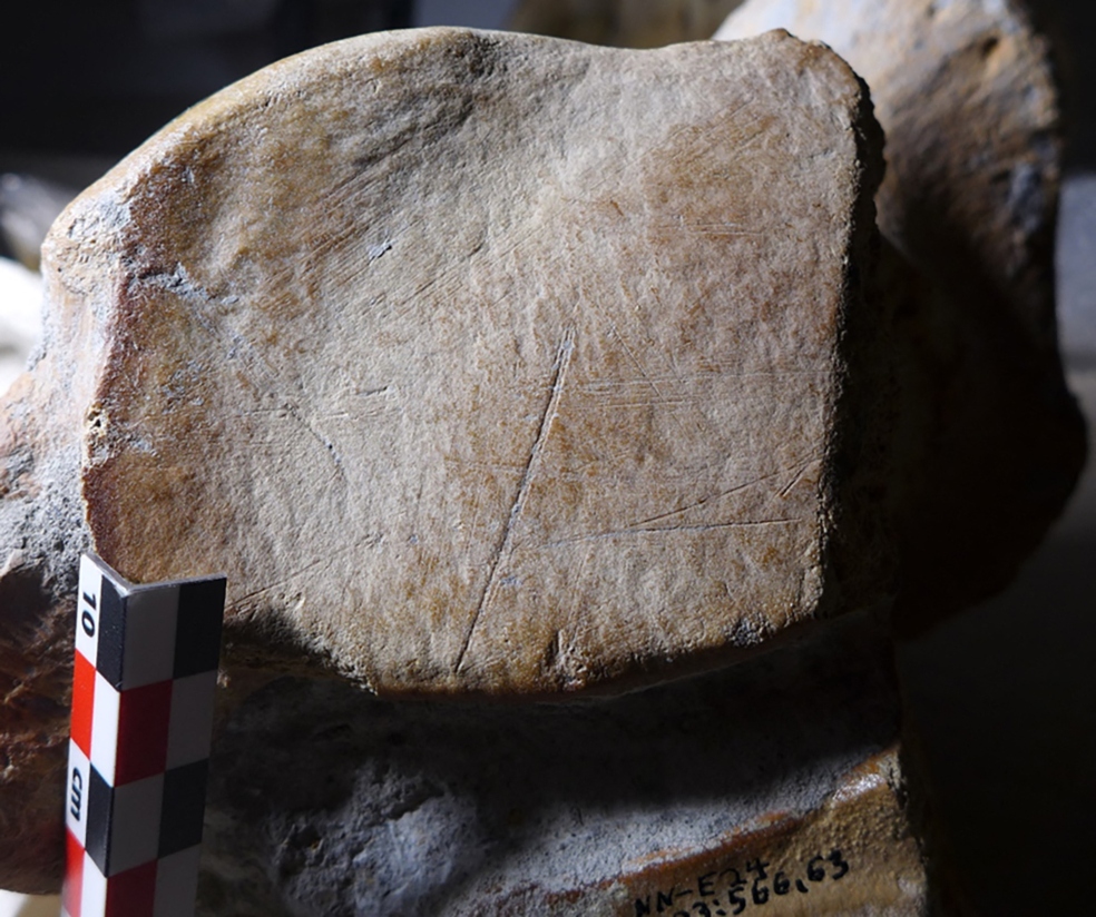 Los neandertales eran capaces de cazar enormes elefantes de hasta 13 toneladas