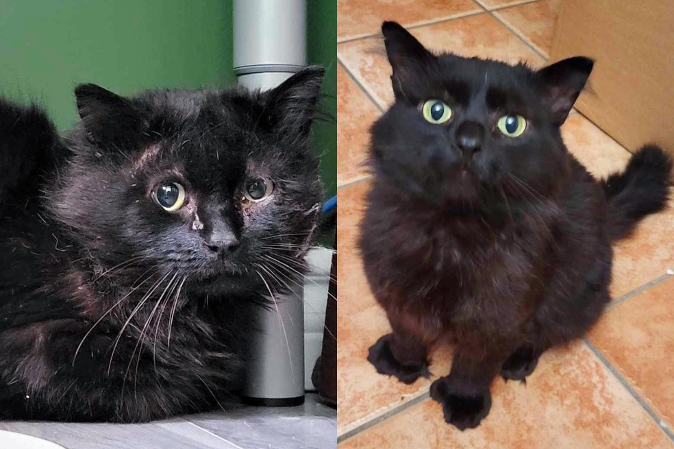 La vida de Balth, un gato callejero herido y asustado, cambió cuando entró a esta casa