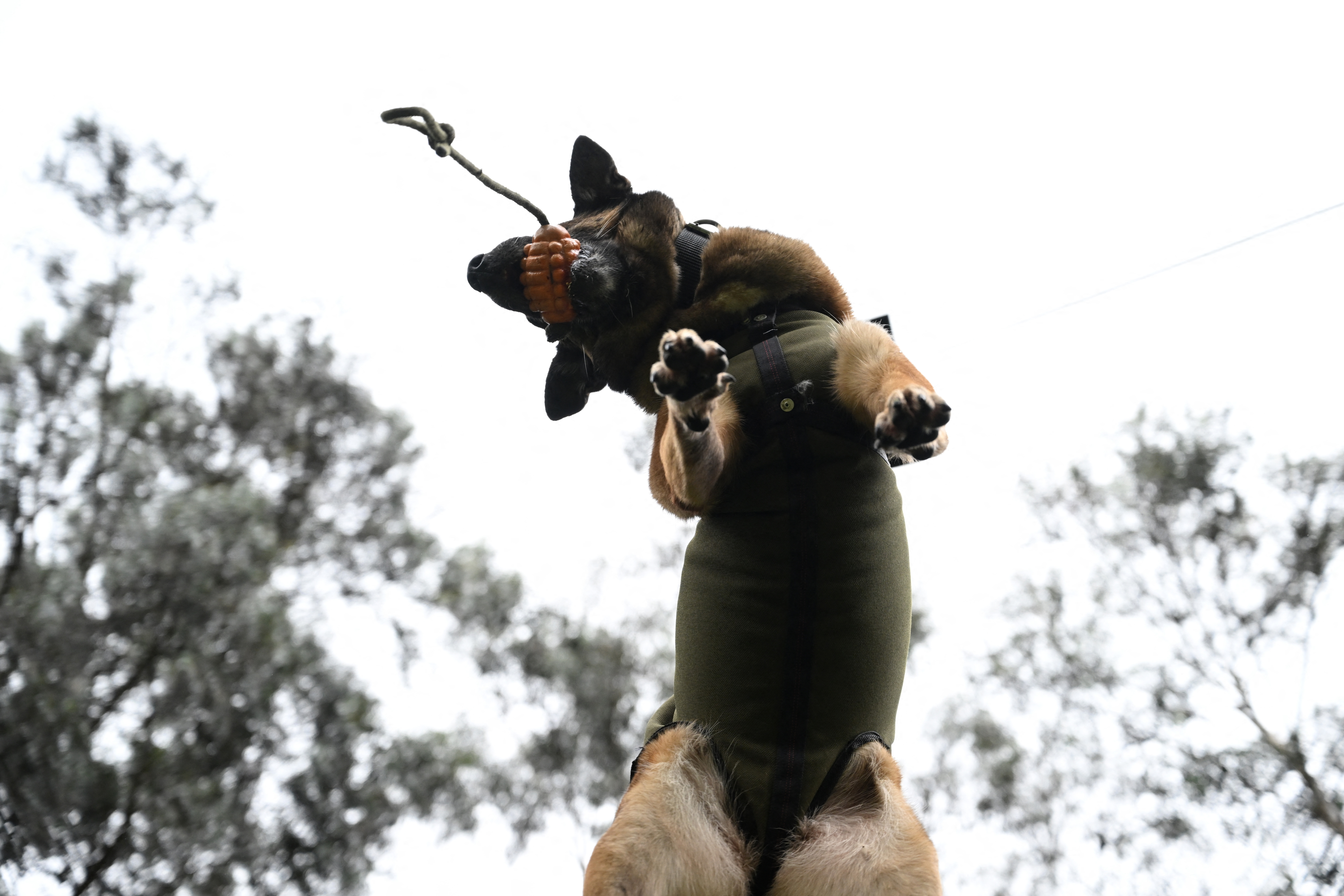 centro de entrenamiento canino del Ejército de Colombia