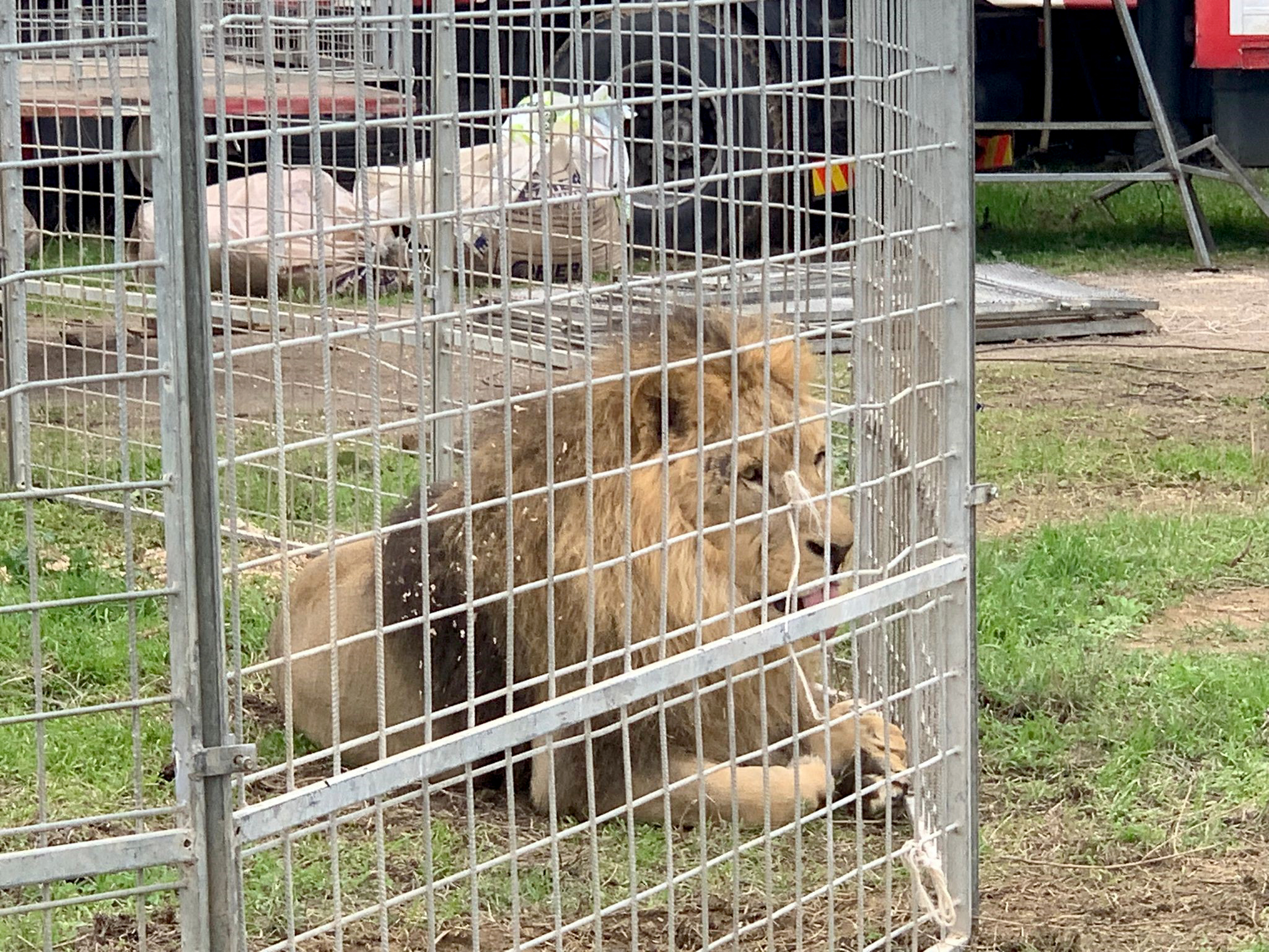 Italia: angustia y críticas luego de que un león escapara de un circo