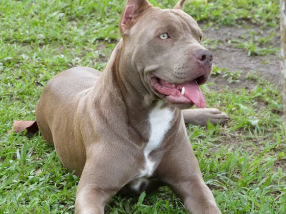 Perra de raza pitbull fue quemada con cal y azufre en Santander