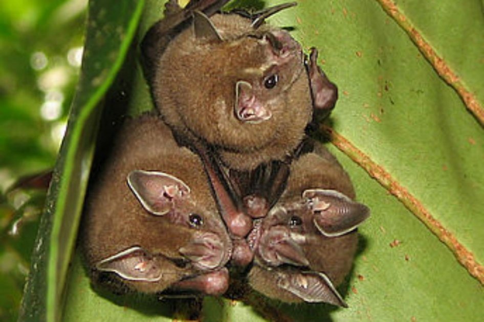 Hallan nueva especie de murciélago en Bogotá
