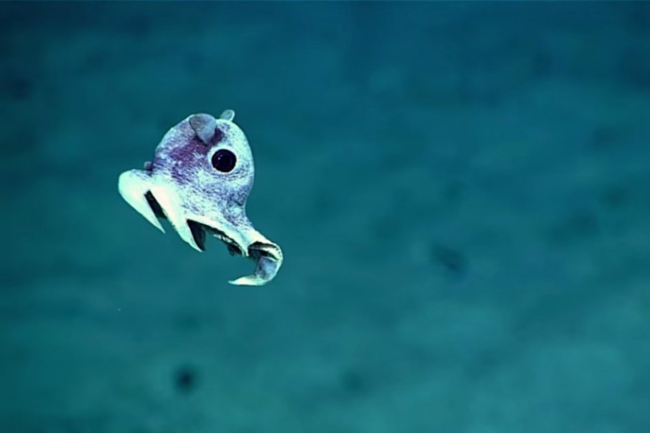 Descubren miles de nuevas criaturas en las profundidades de los océanos