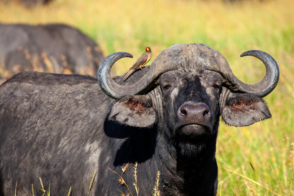 En Zimbabue autorizan la caza de búfalo con arco y flecha
