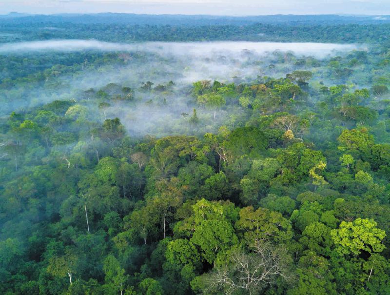 Proteger el 1,2% de la Tierra evitaría la extinción de las especies más amenazadas