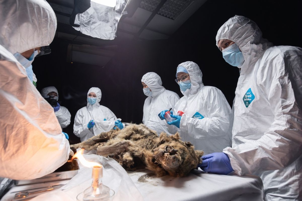 Este lobo estuvo congelado durante 44.000 años y aún podría tener bacterias vivas