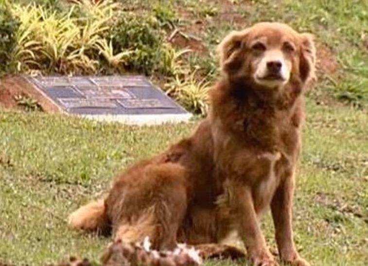 En esta ciudad permiten que perros y gatos sean enterrados con sus cuidadores