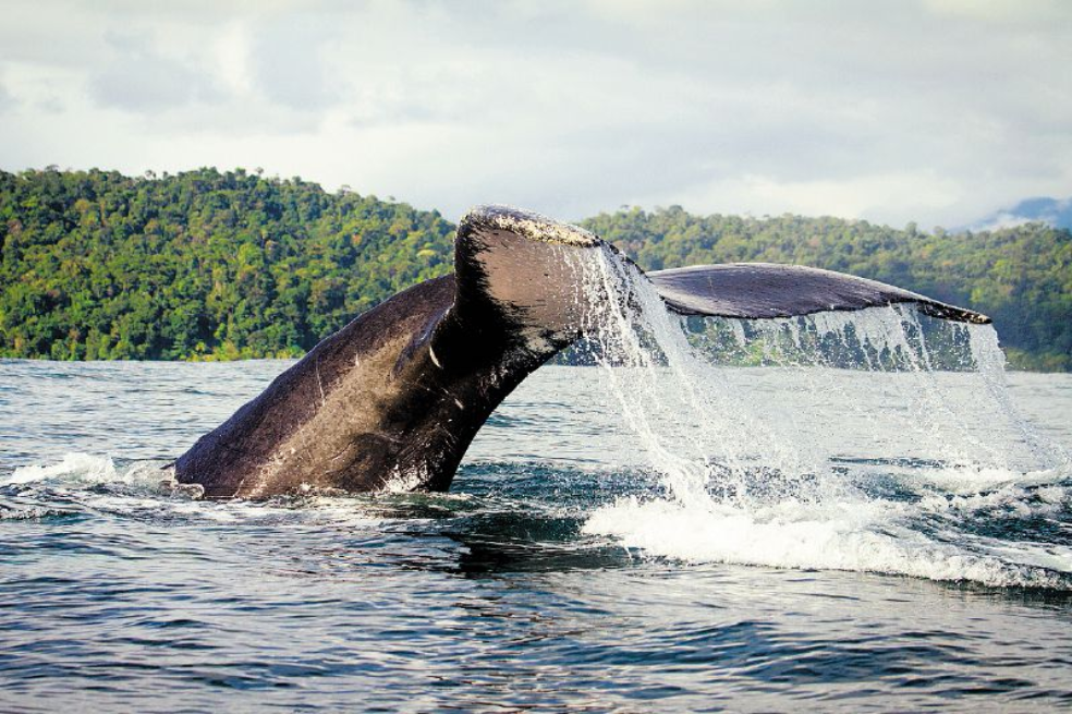 Ballenas jorobadas llegando a Nuquí.