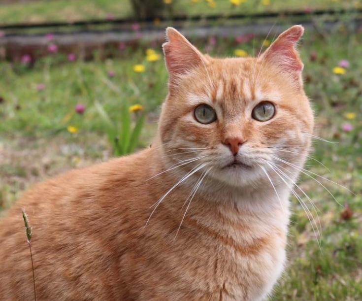 ¿Qué pasa si un gato con leucemia felina o VIF me muerde o lame?