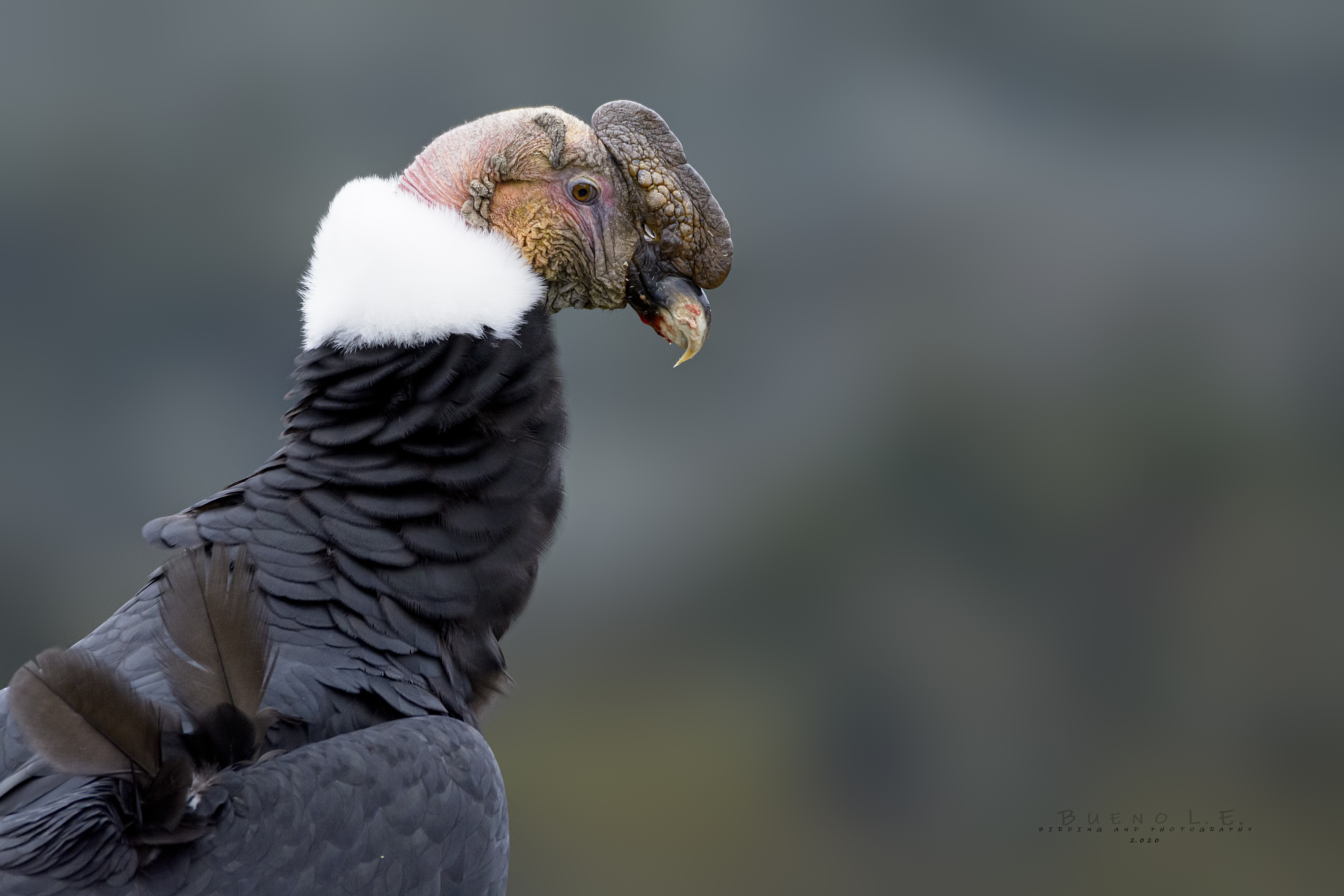 Colombia BirdFair