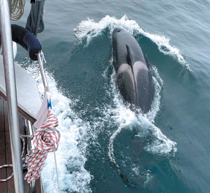 Las orcas podrían estar embistiendo barcos por “moda”
