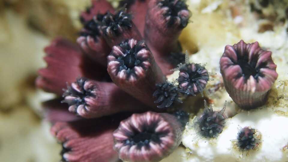 Coral solitario de Wellington (Rhizopsammia wellingtoni).