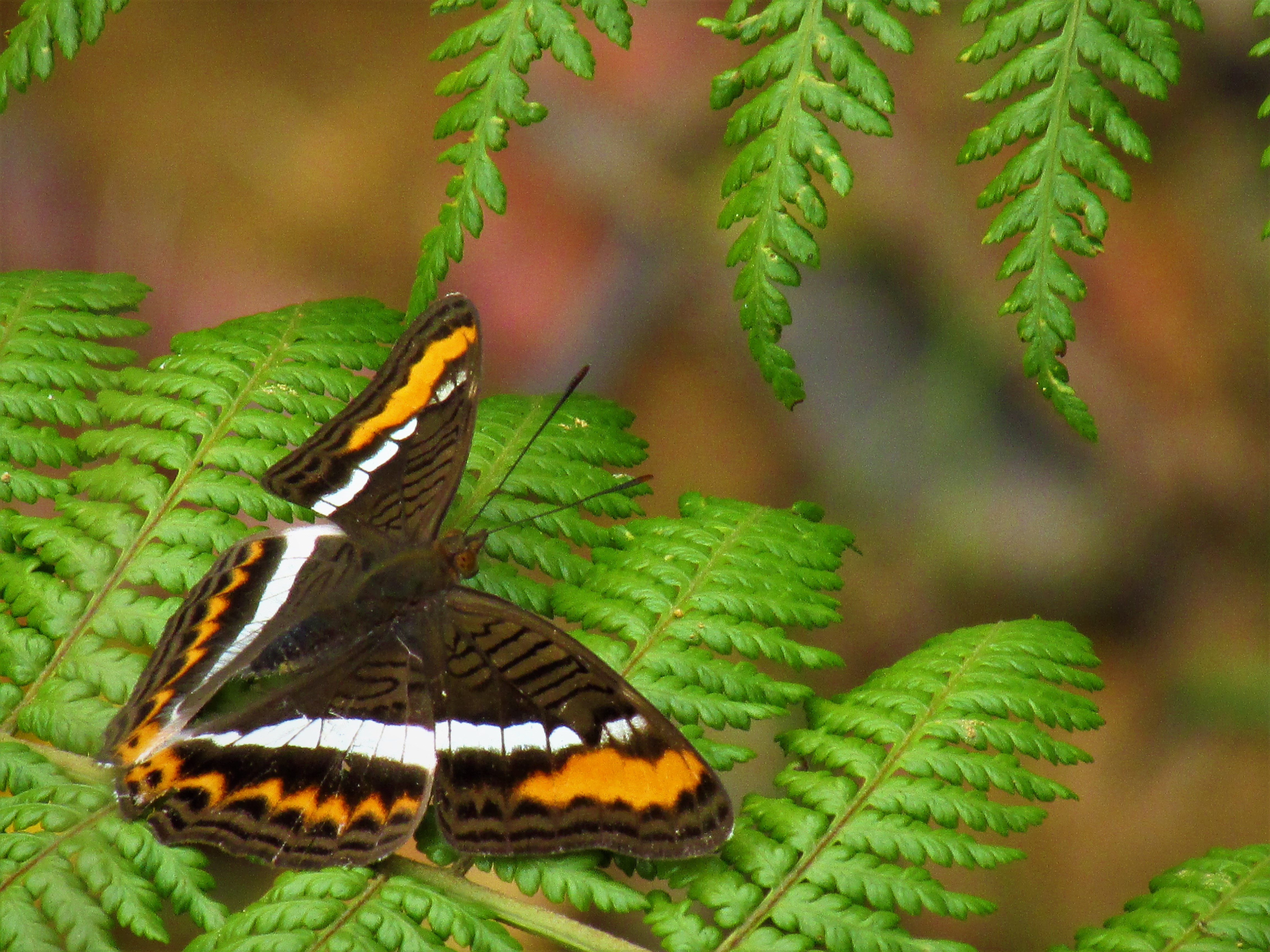 Su nombre es Adelpha corcyra salazari y pertenece al género Adelpha o las conocidas mariposas monjas.