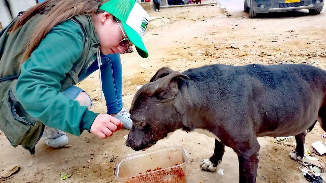Así puede apoyar la “Donatón por los callejeros” en favor de los animales