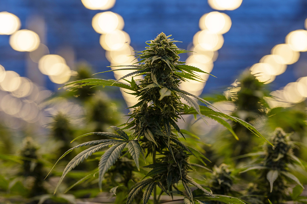 Startup de dispositivos de marihuana recaudó US$20 millones