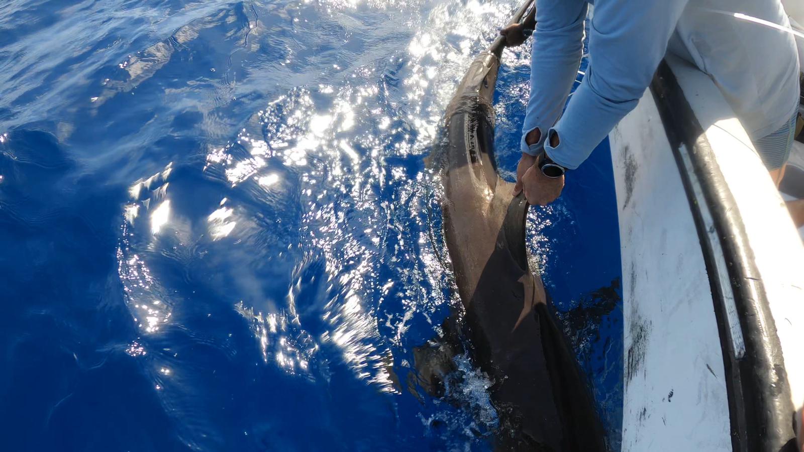 Aumentan nivel de protección del tiburón oceánico de puntas blancas, ¿qué implica?