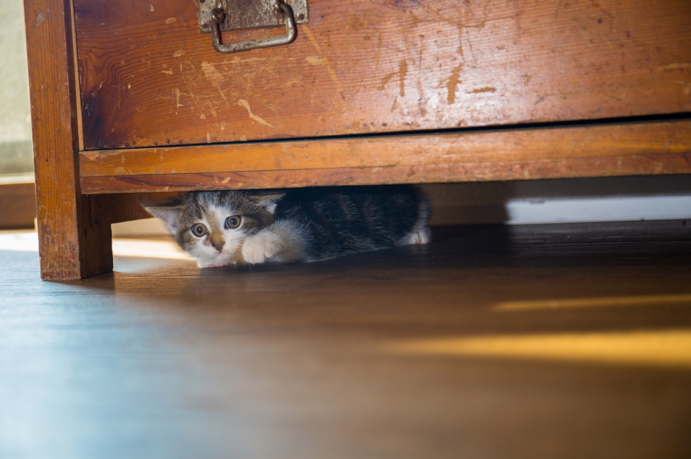 Cuando la CIA usó gatos como espías