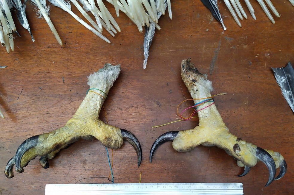 Bogotá: incautan dos garras de águila y un cuerno de antílope