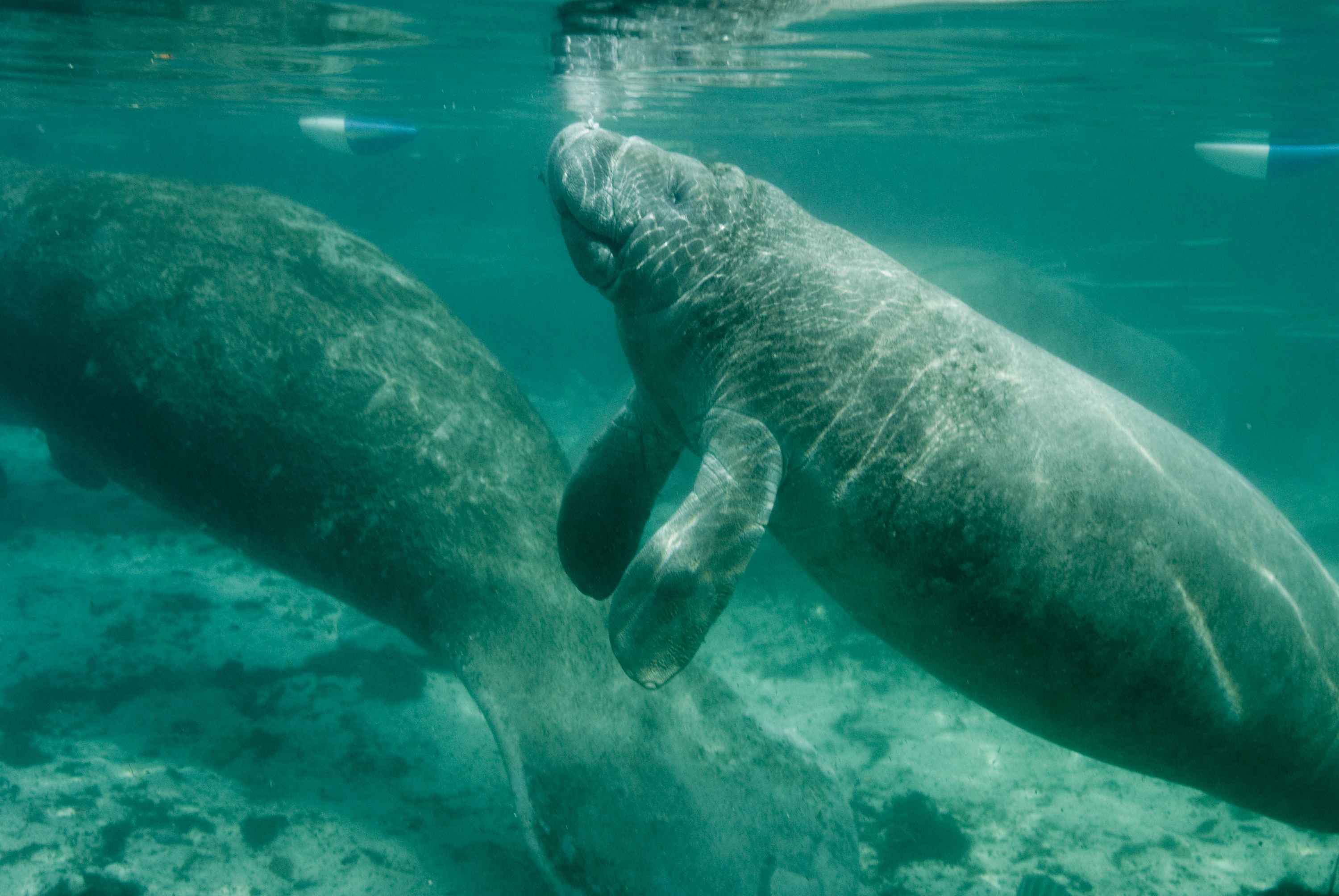 Récord de muertes de manatíes en Florida (EE.UU.): han muerto casi mil ejemplares