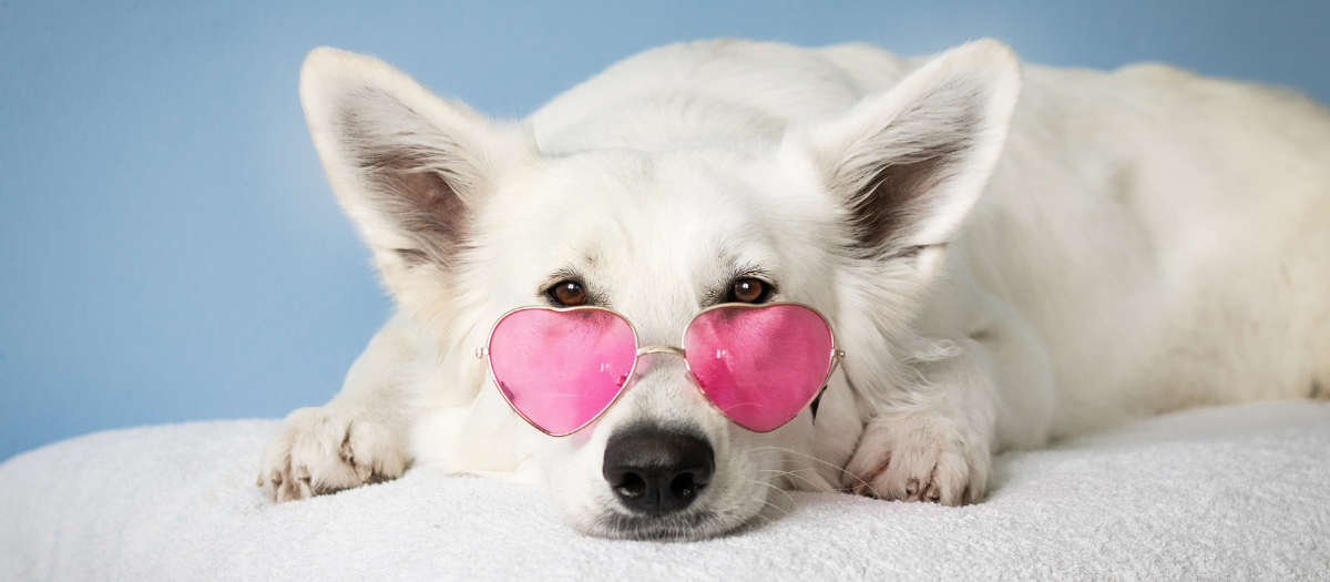 Razas de perros: estás son las 5 más comunes