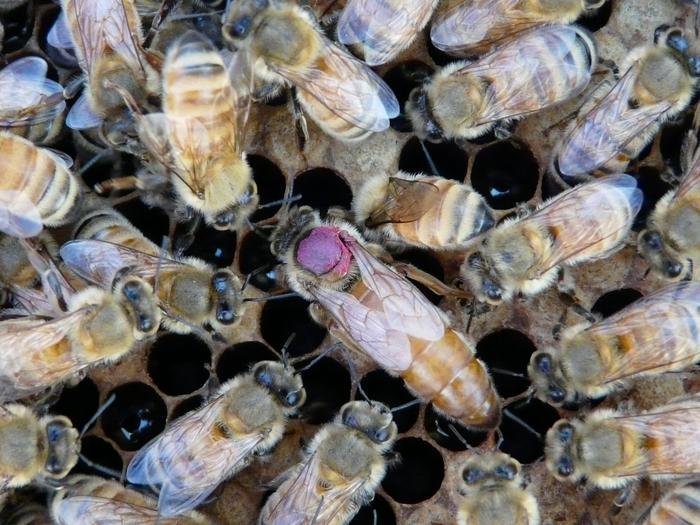 La reina no estaba protegida después de todo: los pesticidas también afectan a estas abejas