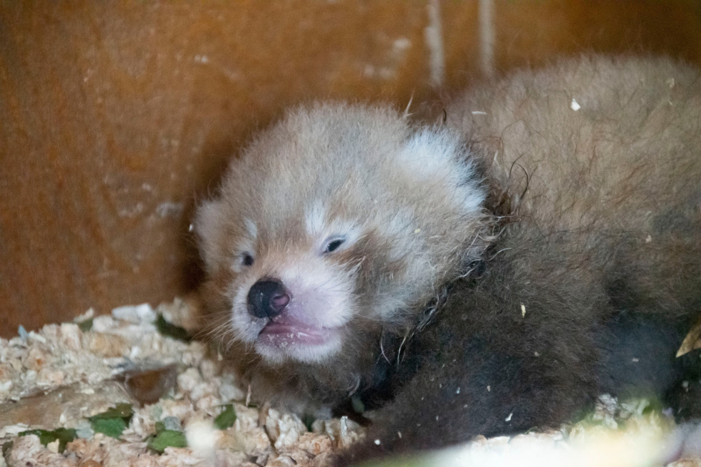 Nació un panda rojo, una especie en peligro de extinción