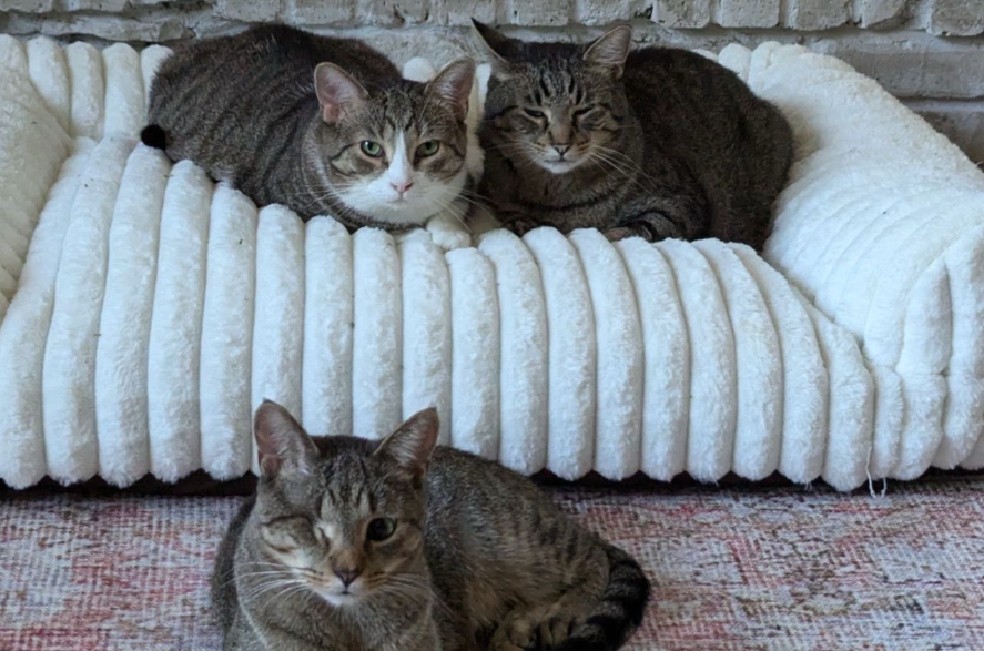 Adopción triple: Jesse, Jasper y Blaze encontraron juntos su hogar definitivo