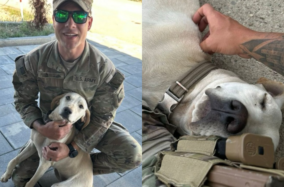 Pancake, la perrita que pasó de una zona de guerra a un hogar seguro