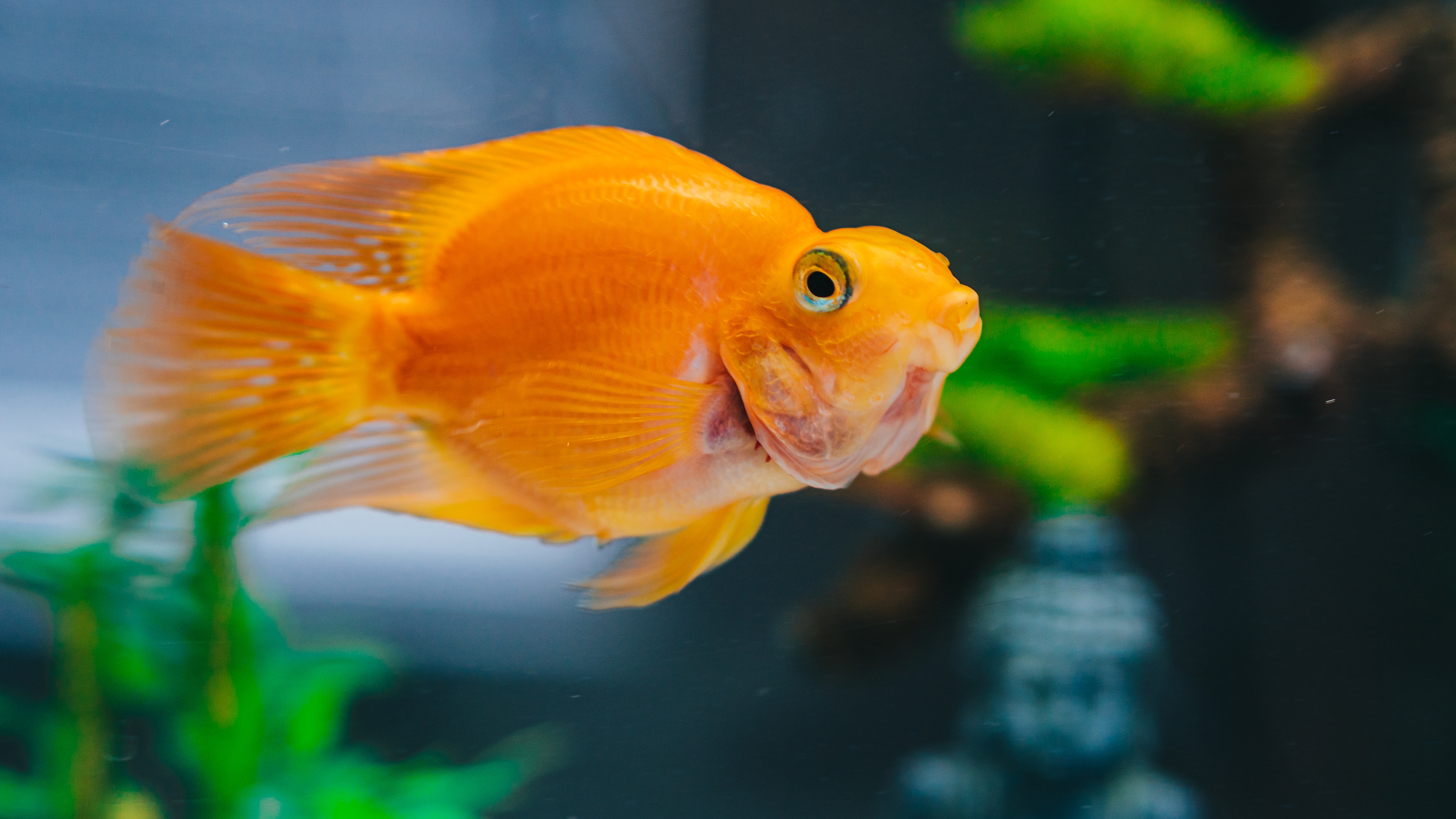 Es también conocido como carpín dorado, y se trata de uno de los peces más populares en el mundo.