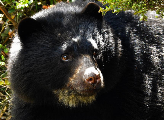 En video quedó registrado el avistamiento de un oso andino en el PNN Chingaza