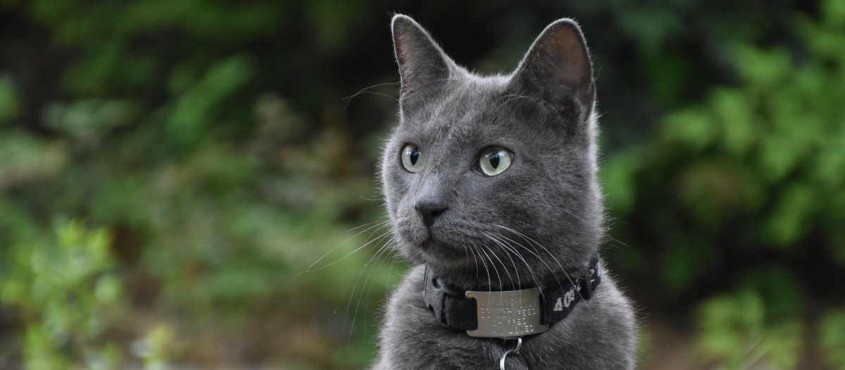 Nombres para gatos grises: 10 ideas que te ayudarán a nombrar a tu minino