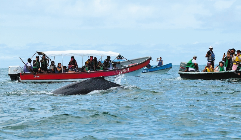 Avistamiento de ballenas en el Pacífico: de oportunidad a una amenaza