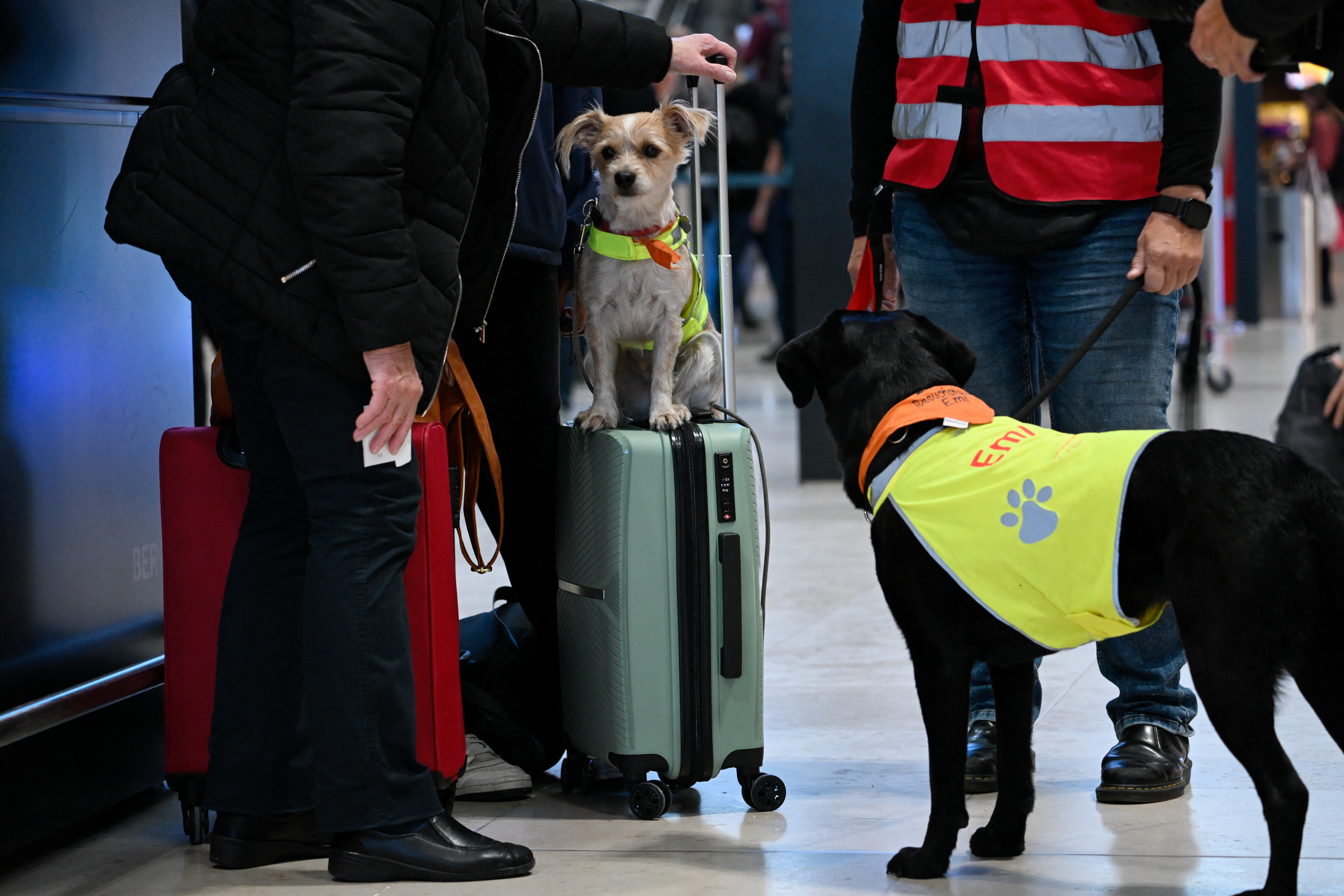 Una "patrulla canina" calma a los viajeros en el aeropuerto de Berlín