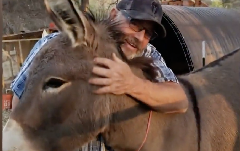Encontraron a su burro viviendo con una manada de alces: había escapado hace 5 años