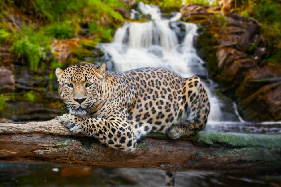 Brasil clonará animales silvestres