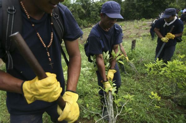 Tumaco, el municipio más afectado por cultivos de coca en el país
