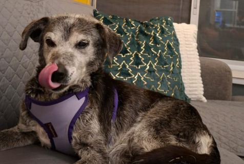 Perrita de 15 años fue abandonada por su edad, pero su historia tuvo un final feliz