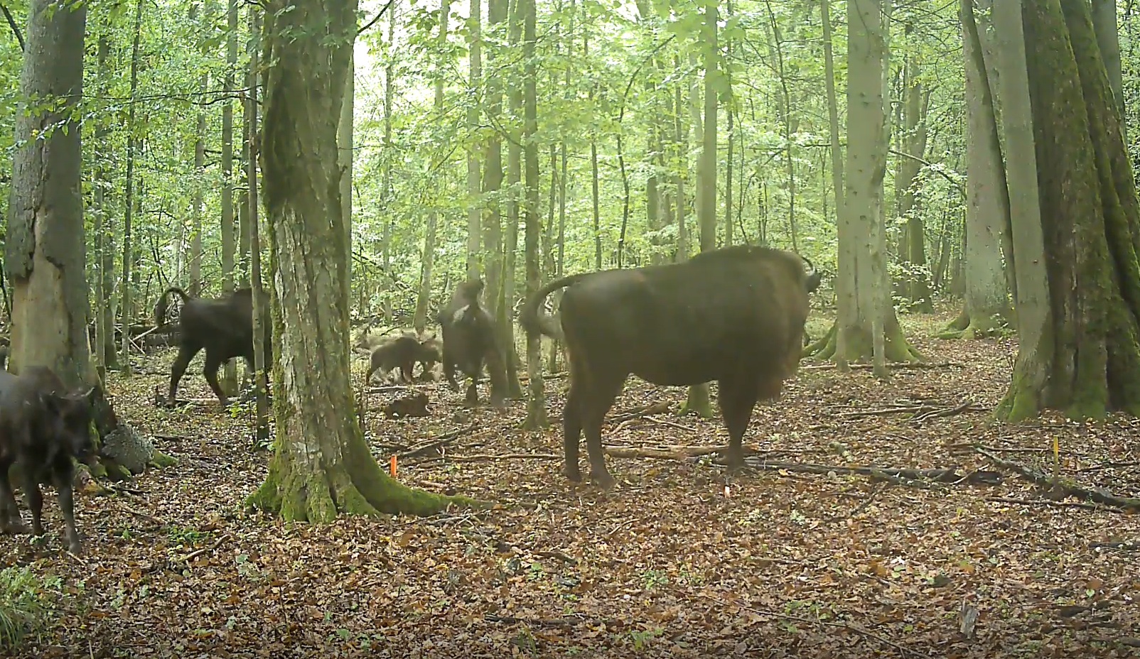 Captura de parte del video de la investigación publicada en "Ecology and Evolution".