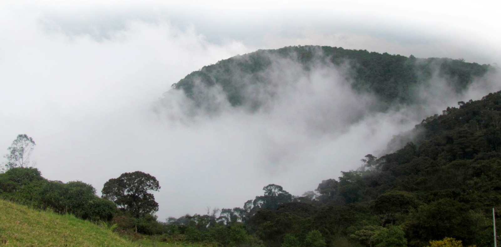 Denuncian que bosque de niebla en Soacha estaría en riesgo por proyectos de energía